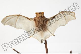 European Bat - Barbastella barbastellus 0001